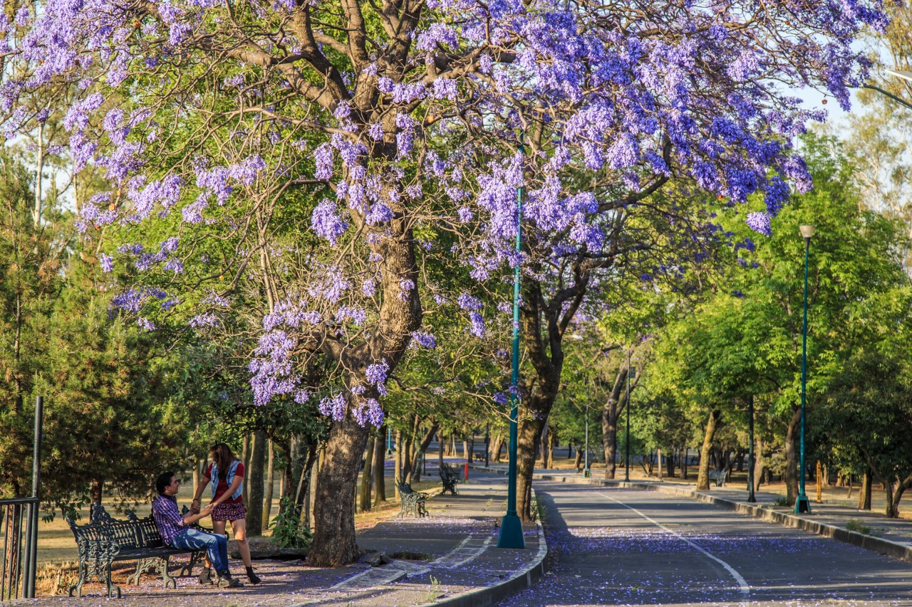 Primavera en CDMX: todo lo que puedes hacer este fin de semana